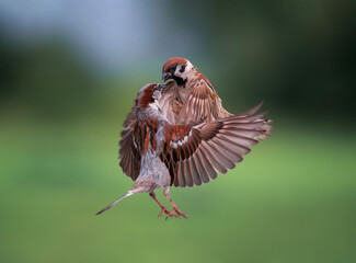 two active sparrow birds fly and fight, flapping their feathers and wings in the spring garden against the background of the sky and greenery