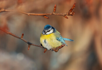 blue tit bird sitting on a branch in the garden against the backdrop of sunlight golden light