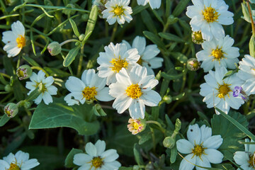 Texas Plains Blackfoot daisy wildflower