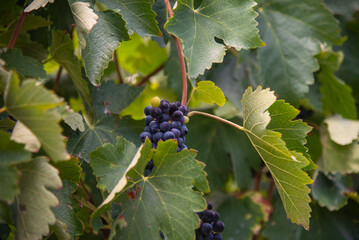 detalle de un racimo de uvas en un viñedo