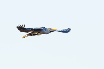 Close up of a Great Blue Heron, Ardea cinerea, flying from left to right with wings outstretched and eye contact against a background of clear white sky e in the warm sunset light