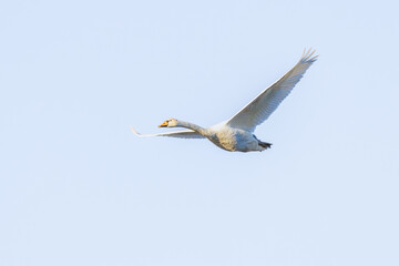 A flying juvenile mute swan, cygnus olor, in the warm light of the rising winter sun against a background of clear sky