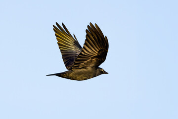 Obraz premium Close up of a flying Carrion Crow, Corvus corone, in the warm light of the rising winter sun against a background of light blue clear sky