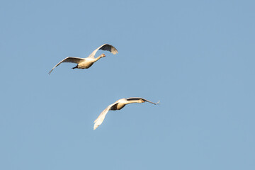 Two flying juvenile mute swans, cygnus olor, in the light of the rising winter sun against a background of clear blue sky