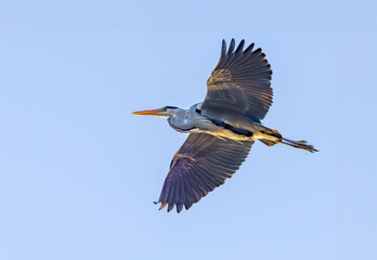 Close up of a Great Blue Heron, Ardea cinerea, flying from right to left with wings outstretched and seen against underside against a background of clear sky e in the warm sunset light