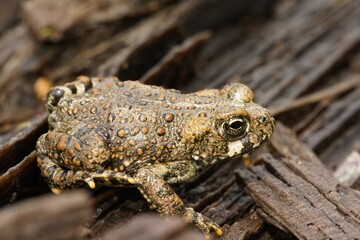 Close up on a juvenile Western toad, Anaxyrus boreas, sitting on the forest floor
