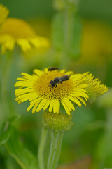 Vertical colorful closeup on a Large-headed Resin Bee, Heriades truncorum sitting on a yellow flower in the garden