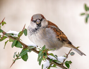 Detailed close-up of a sparrow sitting on a snow-covered branch and looking directly into the camera