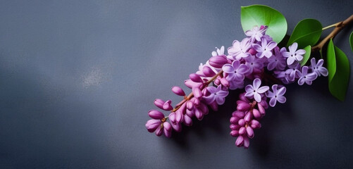 Lilac branch on gray concrete background. Top view, copy space