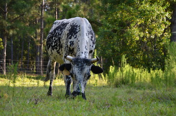 Speckled heifer grazing in meadow