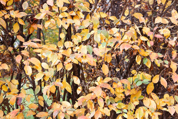 background with the image of yellow autumn foliage of a shrub