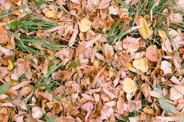 autumn background, yellow dry foliage, green leaves not yet dried can be seen