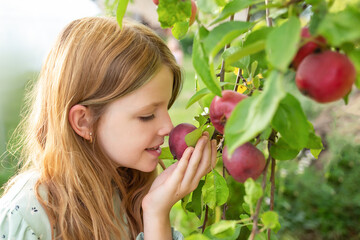 girl picking apples from a tree in the garden. Friendly girl with long blond hair picking apples on a farm