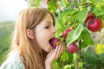 girl picking apples from a tree in the garden. Friendly girl with long blond hair picking apples on a farm