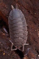 Vertical closeup on a common rough-skinned woodlouse, Porcellio scaber sitting on some rotten wood in the forest floor