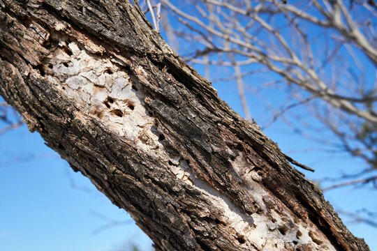 Blonding on a dead ash tree due to woodpecker damage after emerald ash borer infestation