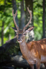 Cervidé solitaire avec cornes, vertical