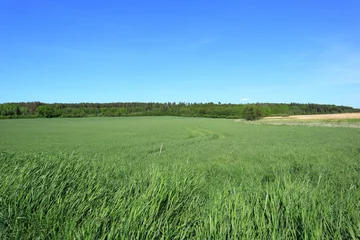 Foto op Aluminium Vast green fields with plenty of grass. Sweden 2023. © Martin of Sweden