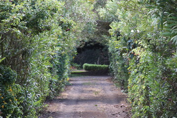 pasillo verde