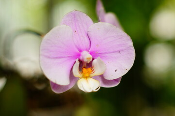 Picture without editing of a pink phalaenopsis orchid shot using a vintage Asahi Pentax Super Multi-coated Takumar lens      