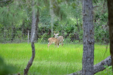 Obraz na płótnie Canvas Florida Whitetail Buck in Florida Pinewoods