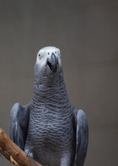 Central Africa's Enchanting Companion - Grey Parrot (Psittacus erithacus)