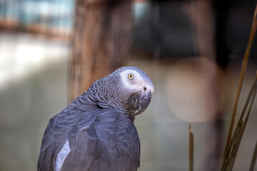 Central Africa's Enchanting Companion - Grey Parrot (Psittacus erithacus)
