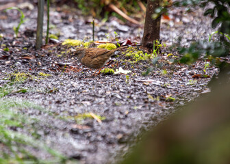 Ireland's Garden Minstrel - Dunnock (Prunella modularis) in National Botanic Gardens
