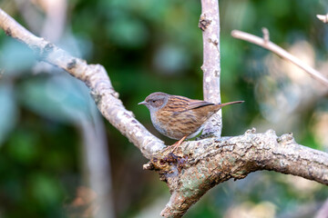 Fototapeta premium Ireland's Garden Minstrel - Dunnock (Prunella modularis) in National Botanic Gardens