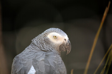 Central Africa's Enchanting Companion - Grey Parrot (Psittacus erithacus)