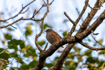 Ireland's Garden Minstrel - Dunnock (Prunella modularis) in National Botanic Gardens
