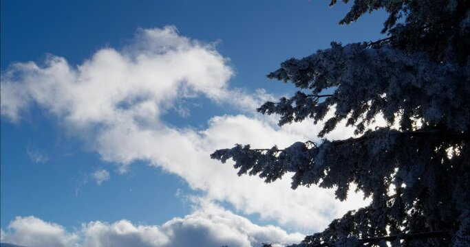 Wind shaking the snowy trees on the mountain
