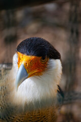 Caracara Cheriway bird at Zoo