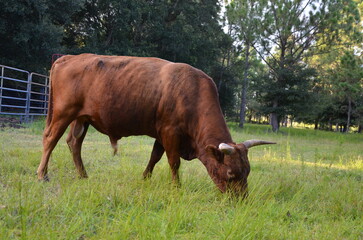 Florida Cracker Bull grazing