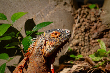 Giant Iguana at Merida Zoo