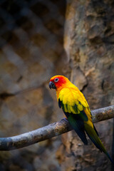 yellow parrot at Merida Zoo