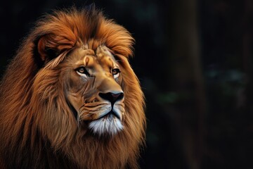 Fototapeta premium Lion portrait on dark background