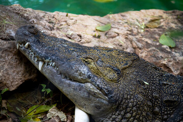 Crocodile over a rock at the Zoo