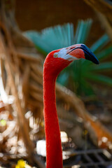 Fototapeta premium close up of a flamingo