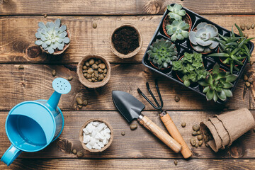 Gardening - set of tools for gardener and succulents seedlings on wooden table background. Spring...
