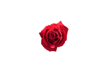 red rose isolated on white transparant  background,  single red rose png