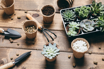 Gardening - set of tools for gardener and succulents seedlings on wooden table background. Spring garden works concept, home jungle, home hobby for whole family.