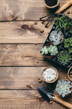 Gardening - Set Of Tools For Gardener And Succulents Seedlings On Wooden Table Background. Spring Garden Works Concept, Home Jungle, Home Hobby For Whole Family.