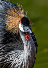 Uganda's Regal Grace - Grey Crowned Crane (Balearica regulorum)