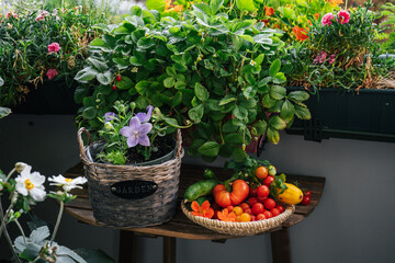Fototapeta na wymiar Harvestes tomatoes in balcony gardening
