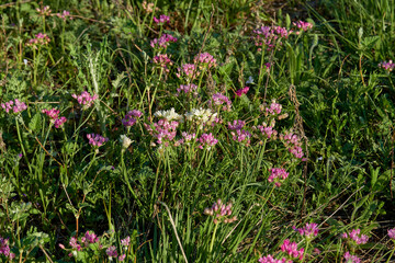 Macro Closeup of Purple Texas Wild Garlic Flower (Drummond's Onion, Wild Garlic, Prairie Onion)