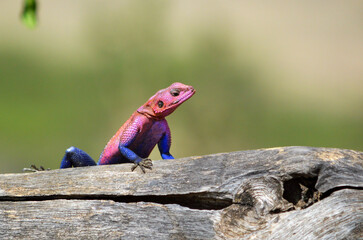 Mwanza Agama Lizard