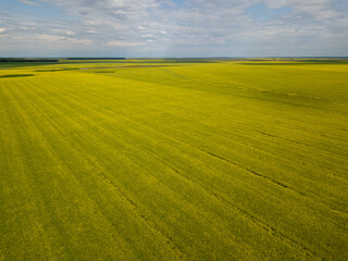 large yellow rapeseed field panorama with beautiul sky. view from above
