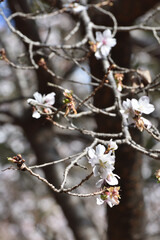 鶴見緑地の十月桜