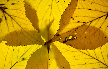 Macro montage of bright yellow aspen tree leaves in a radiating pattern.  The backlit image highlights the detail of the leaves.
